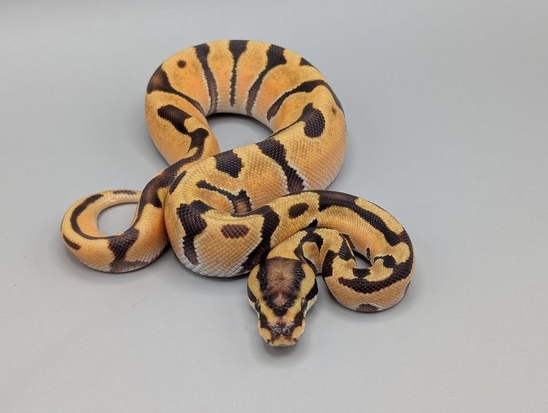Ball Python - Super Orange Dream Enchi Vanilla Het Desert Ghost - Male