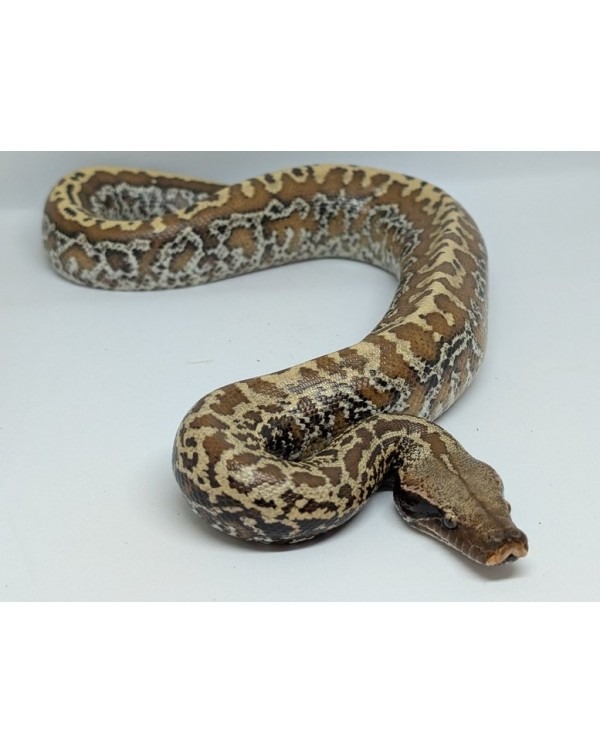 Blood Python - Batik het T+ - Male