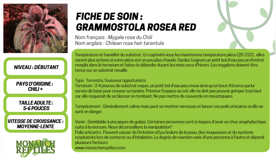 Grammostola Rosea - Chilean Rose Hair  1'' (New World)