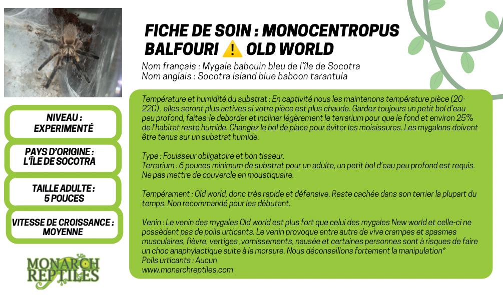 Monocentropus Balfouri  - Socotra Blue Island Baboon  1/2'' (Old World)