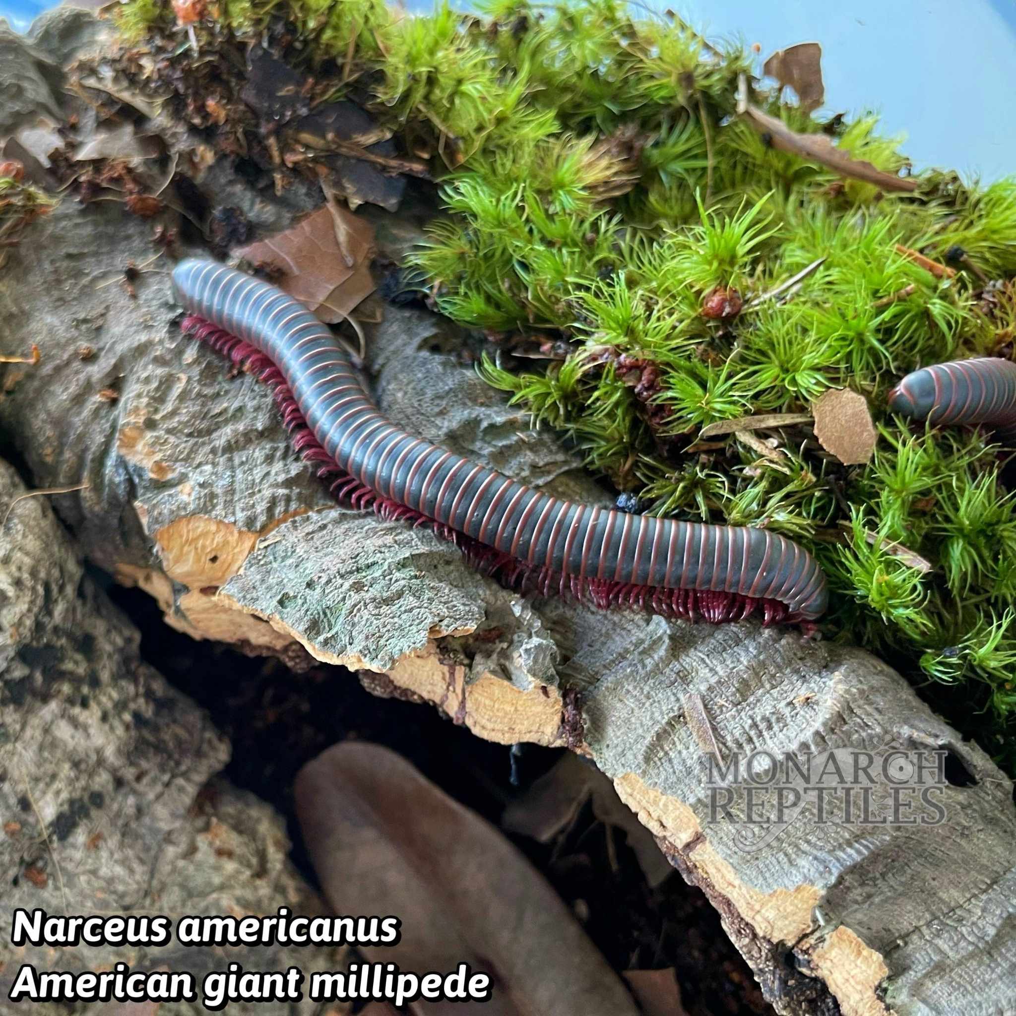 Narceus Americanus   American Giant Millipede