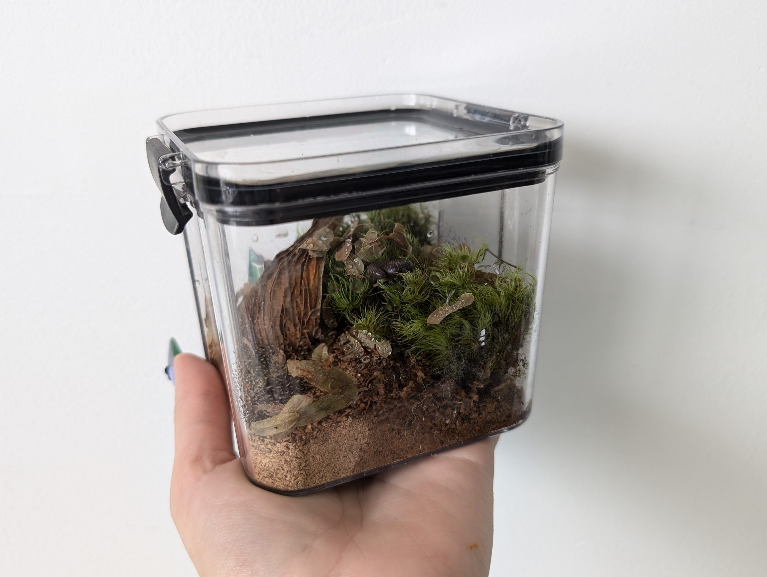 North American Giant Millipede