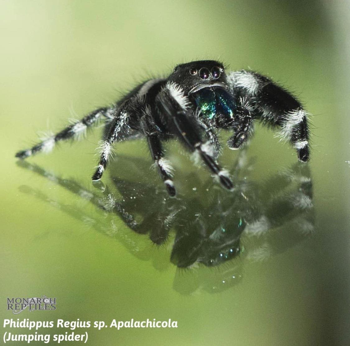 Phidippus Regius - Regal Jumping Spider - CB