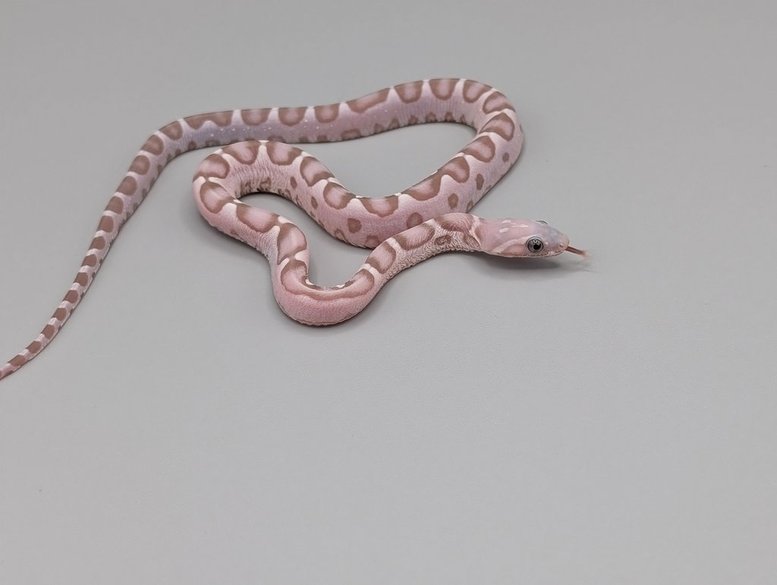 Cornsnake - Scaleless Ghost - Male No.1