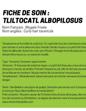 Tliltocatl Albopilosus - Curly Hair  5'' (New World)