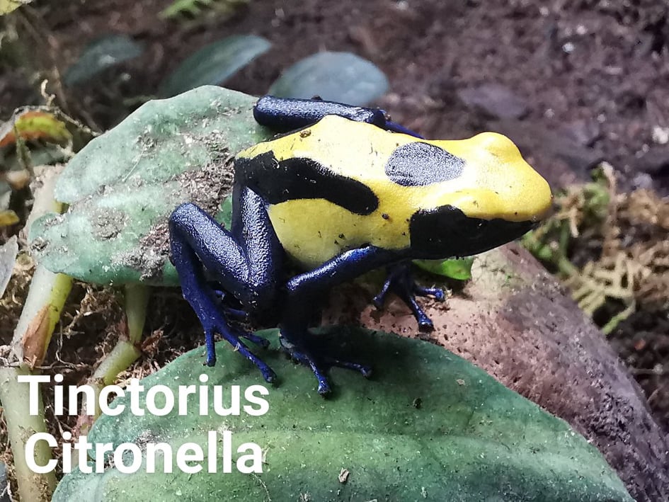 Dart Frog - Tinctorius Citronella