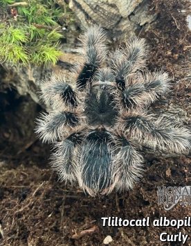 Tliltocatl Albopilosus - Curly Hair  5'' (New World)