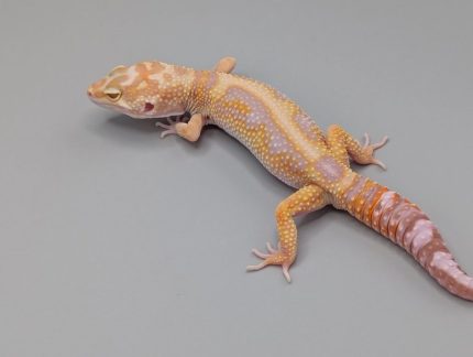 Leopard Gecko - White and Yellow Tremper Jungle- Female
