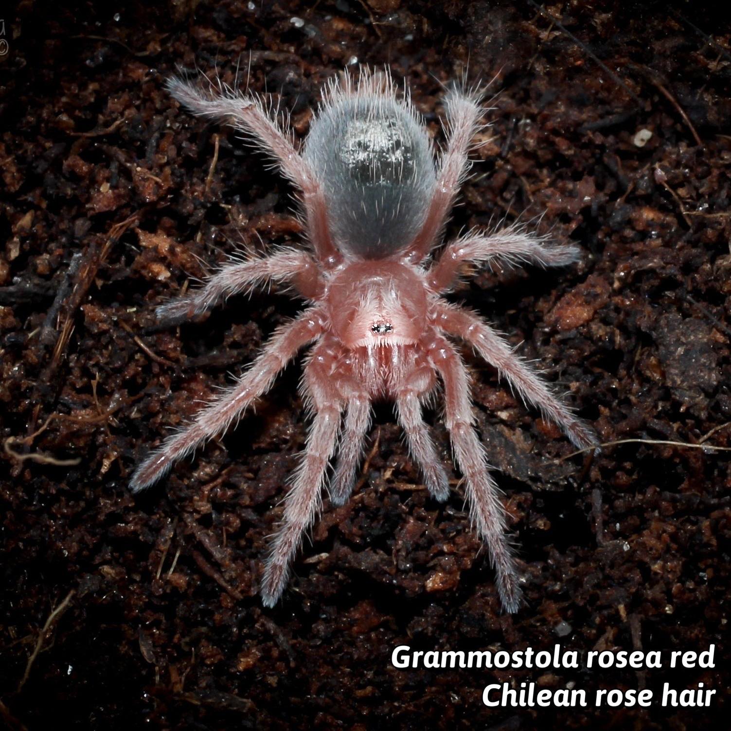 Grammostola Rosea Red - Chilean Rose Hair Red Form  1''  (New World)
