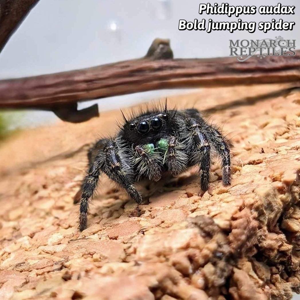 Phidippus Audax - Bold Jumping Spider - CB -Female