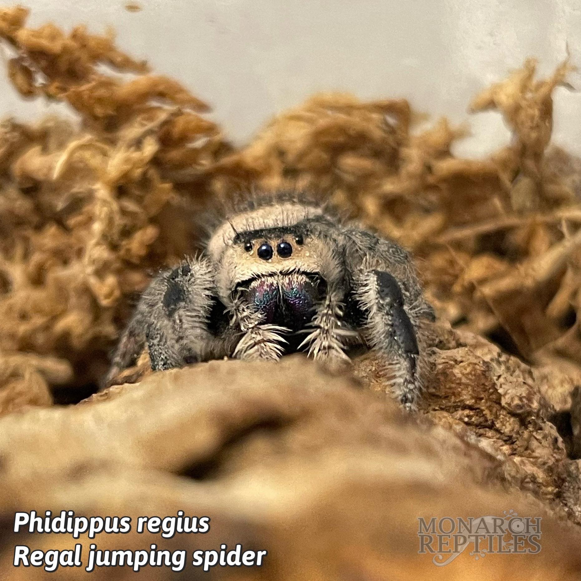 Phidippus Princeps - Grayish Jumping Spider - CB