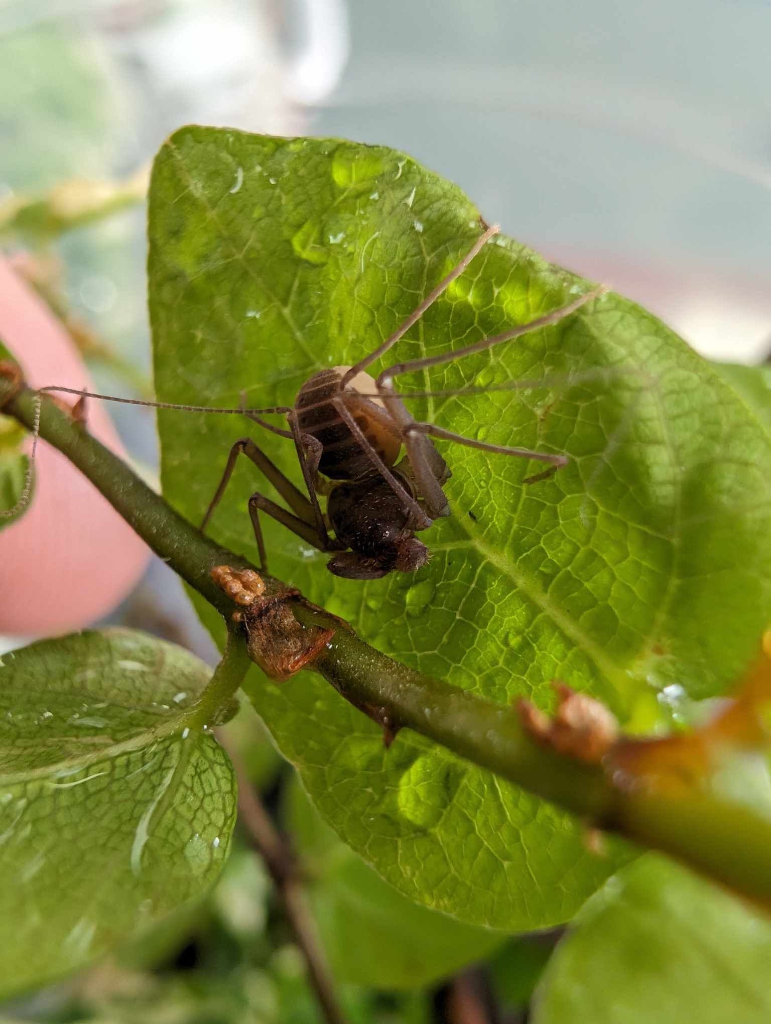 Charinus Acosta - Cuban Dwarf Tailess Whip Scorpion