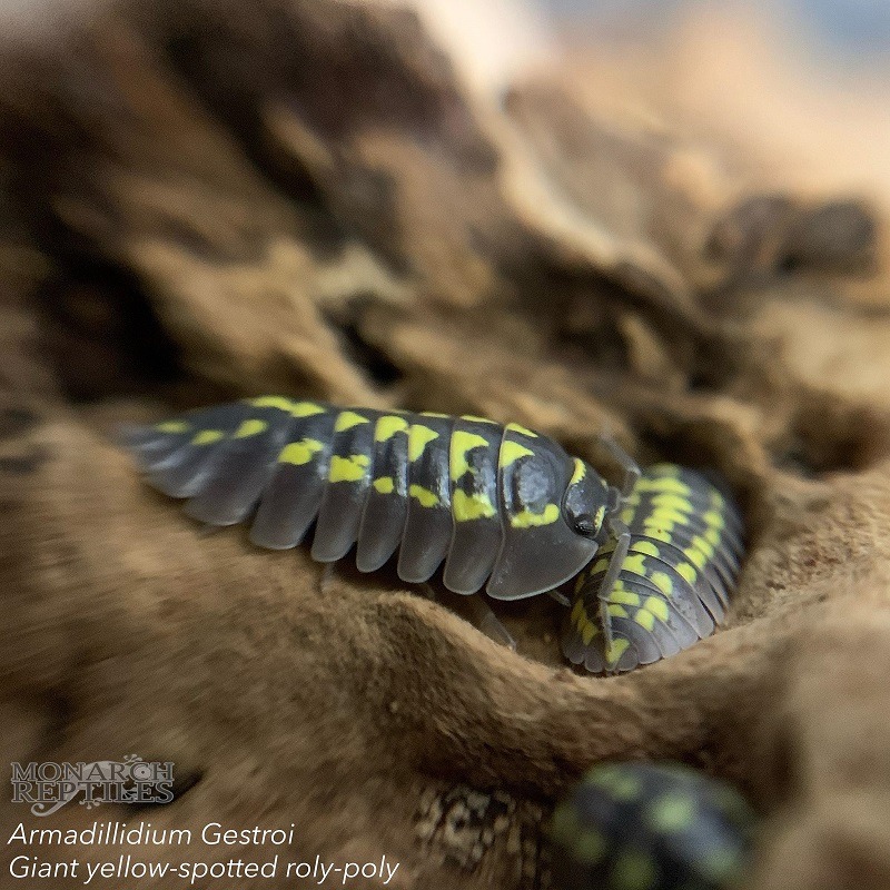 Isopods - Armadillidium Gestroi - Giant Clown