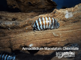 Isopods - Armadillidum Maculatum - Zebra Chocolate