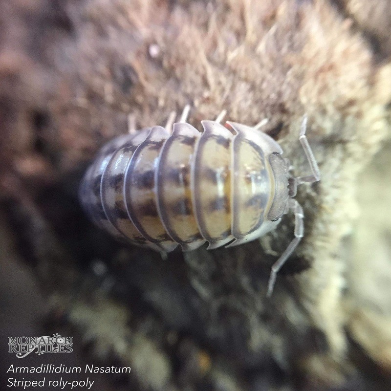 Isopods - Armadilidium Nasatum wild type