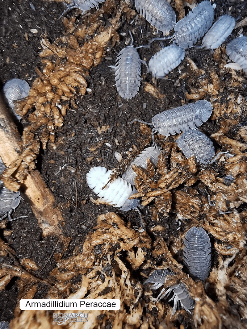 Isopods - Armadillidum Peraccae