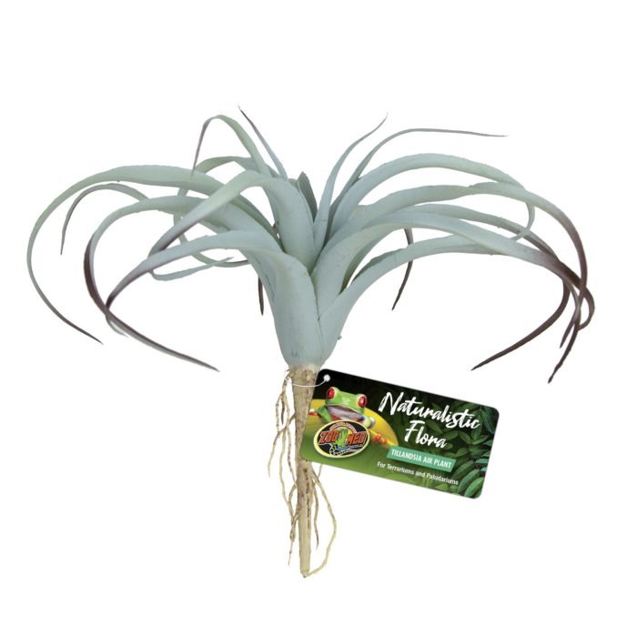 Zoomed Naturalistic Flora  - Tillandsia Air Plant