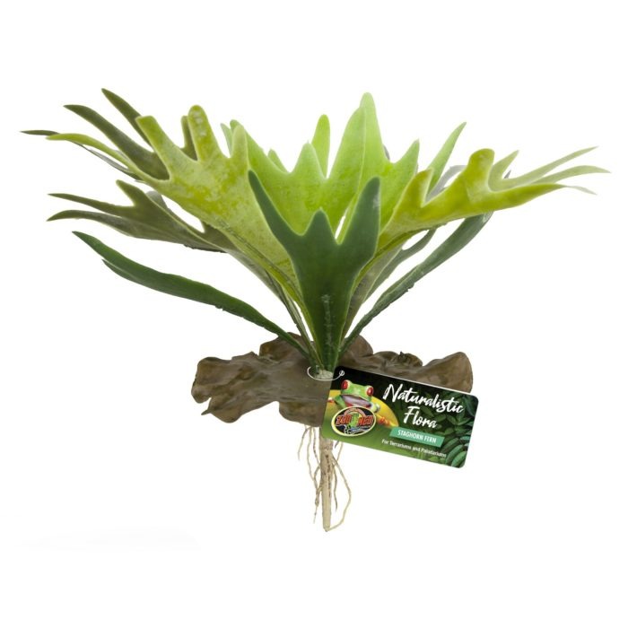 Zoomed Naturalistic Flora  - Staghorn Fern