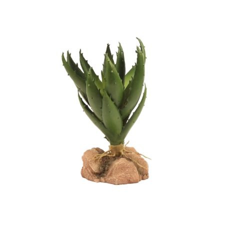 Zoomed Desert Flora – Green Aloe