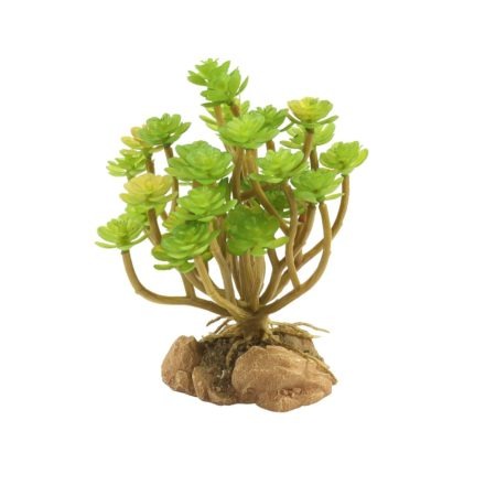 Zoomed Desert Flora – Tree Houseleek