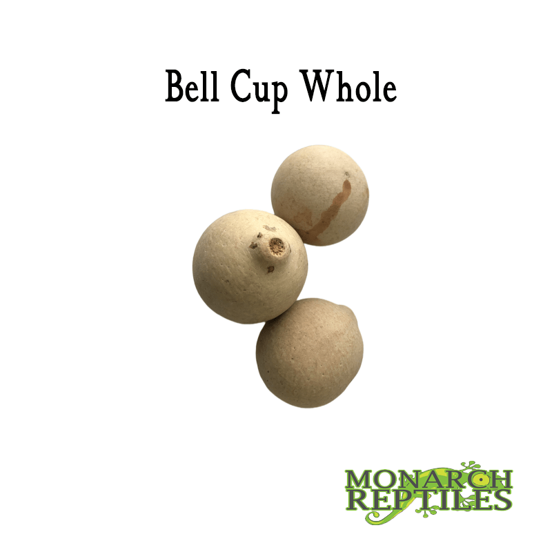 Bell Cups Pods -  Whole