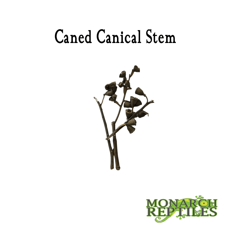Caned Canical Stem