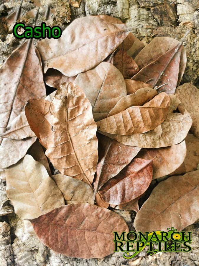 Casho Leaves