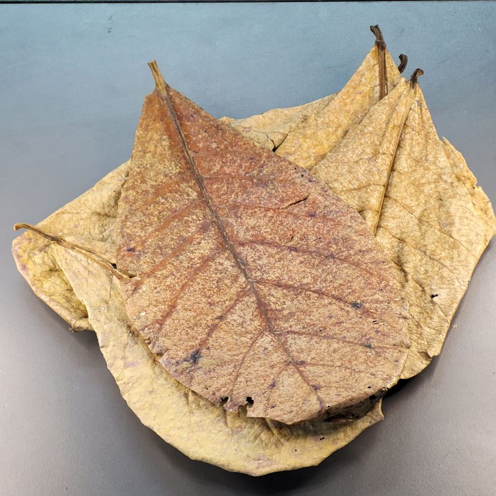 La Swamp Bioactive - Catappa Leaves 0.5oz