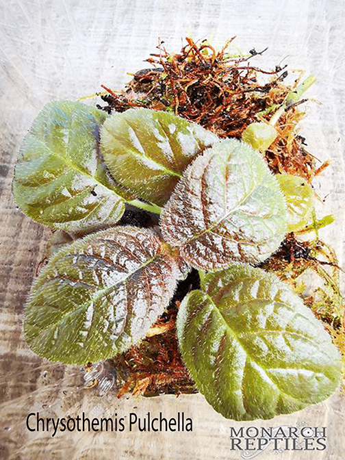 Chrysothemis Pulchella