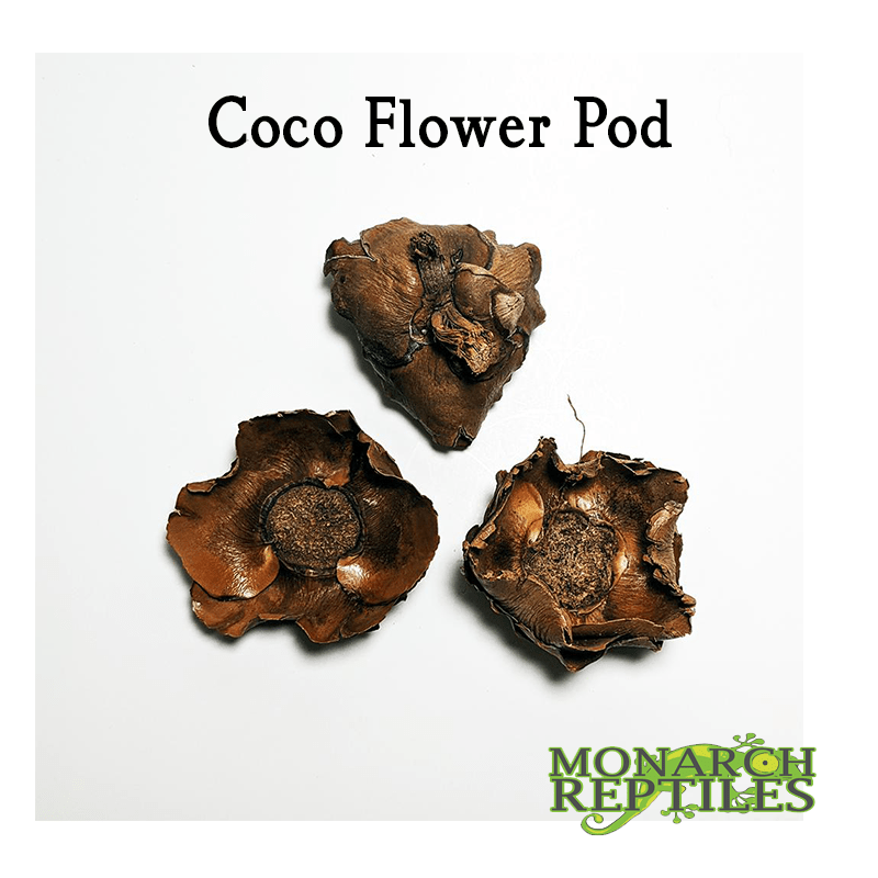 Coco Flower Pod