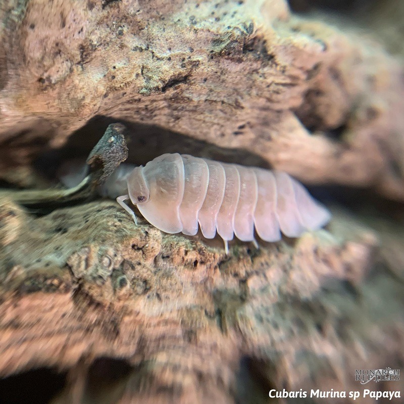 Isopods -  Cubaris Papaya