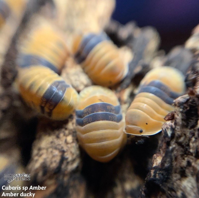 Isopods -  Cubaris sp Amber - Amber Ducky Isopods