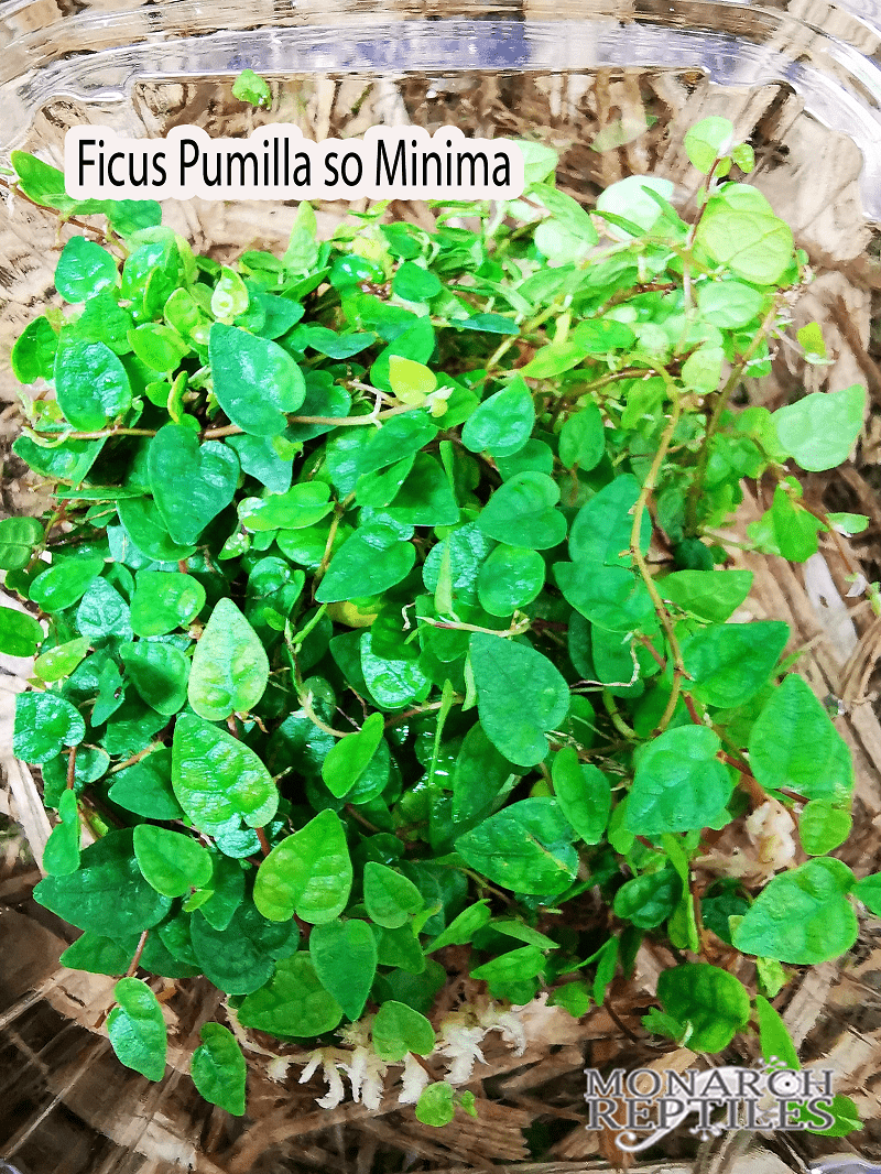 Ficus Pumilla so Minima