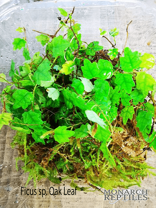 Ficus sp. Oak Leaf