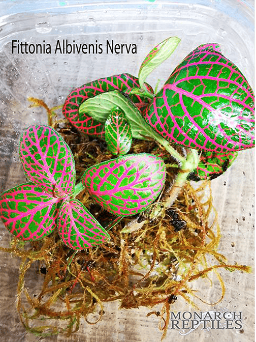 Fittonia Albivenis Nerva