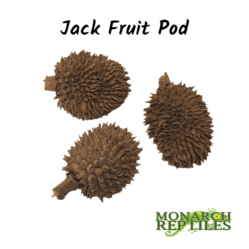 Jack Fruit Pod