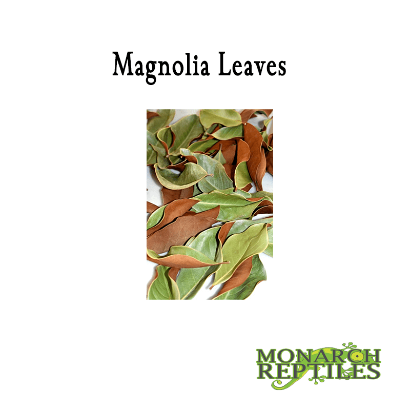 Magnolia Leaves