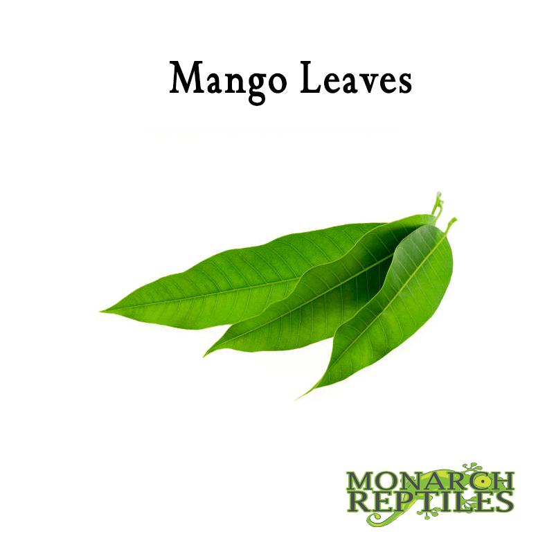 Mango Leaves
