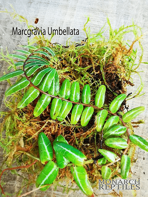 Marcgravia Umbellata