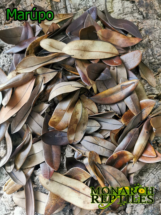 Marupo Leaves