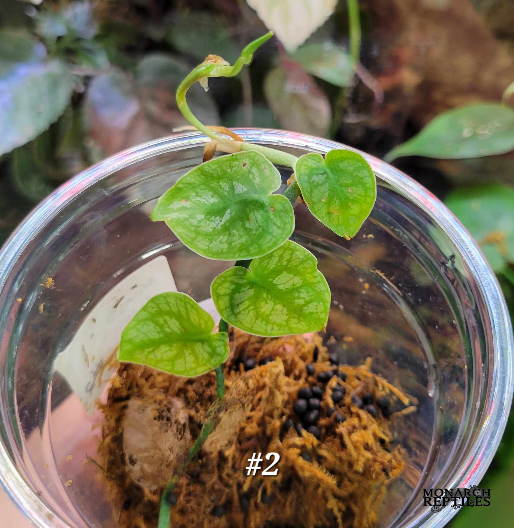 Monstera Dubia Plant - #2