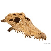 Exo Terra - Crocodile Skull- Large