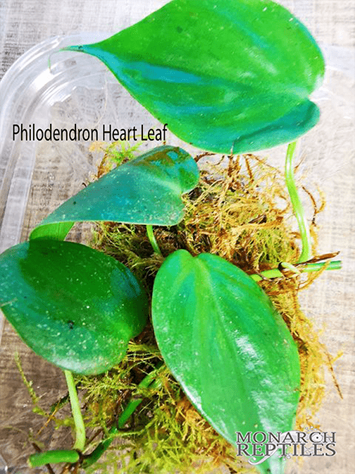 Philodendron Heart Leaf