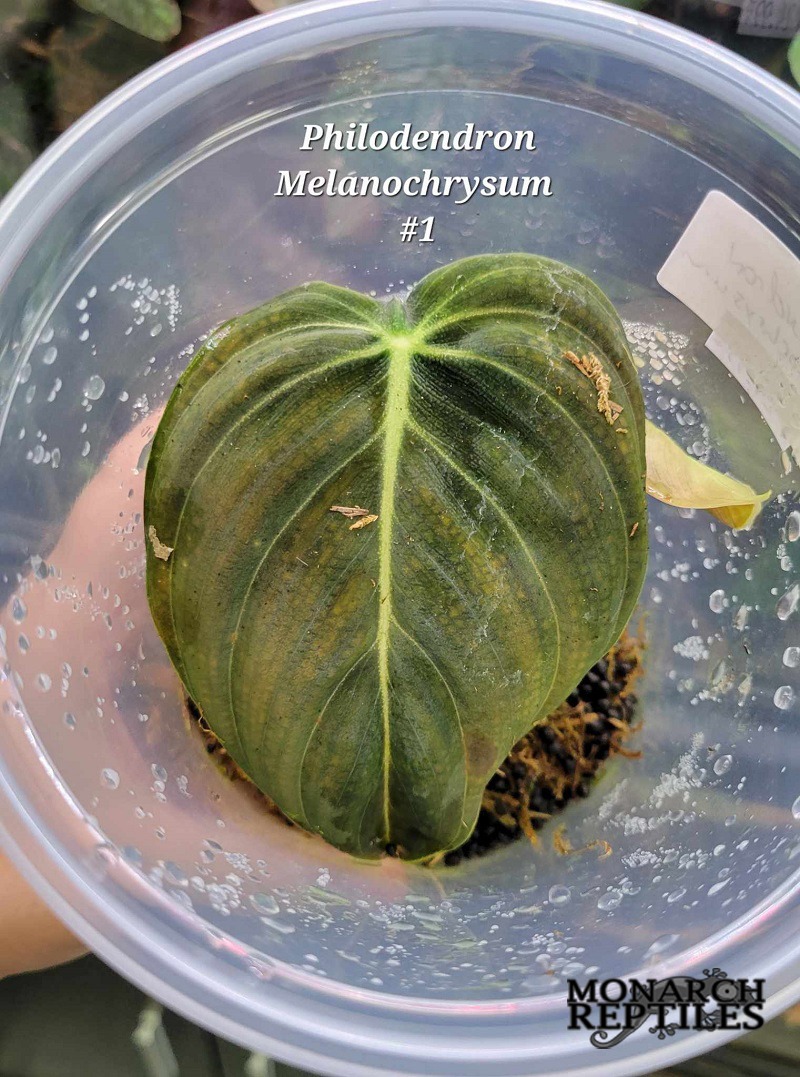 Philodendron Melanochrysum Plant - #1