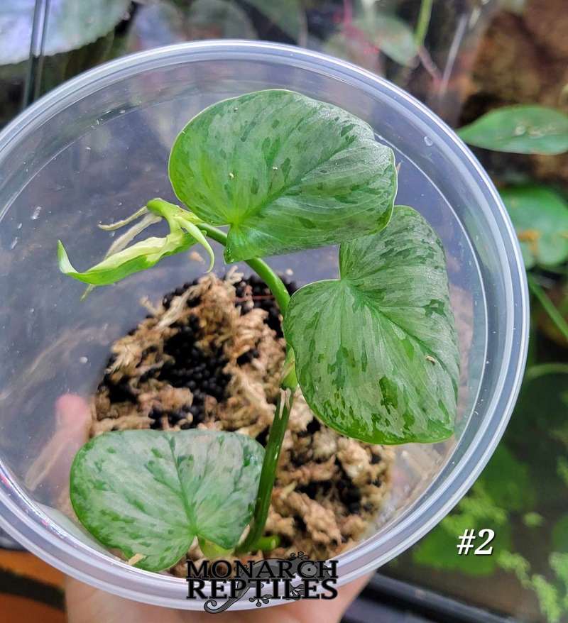 Philodendron Motled Fitzcaraldo Plant - #2