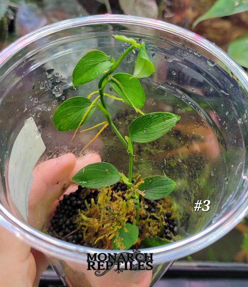 Philodendron sp Condor Plant -#3