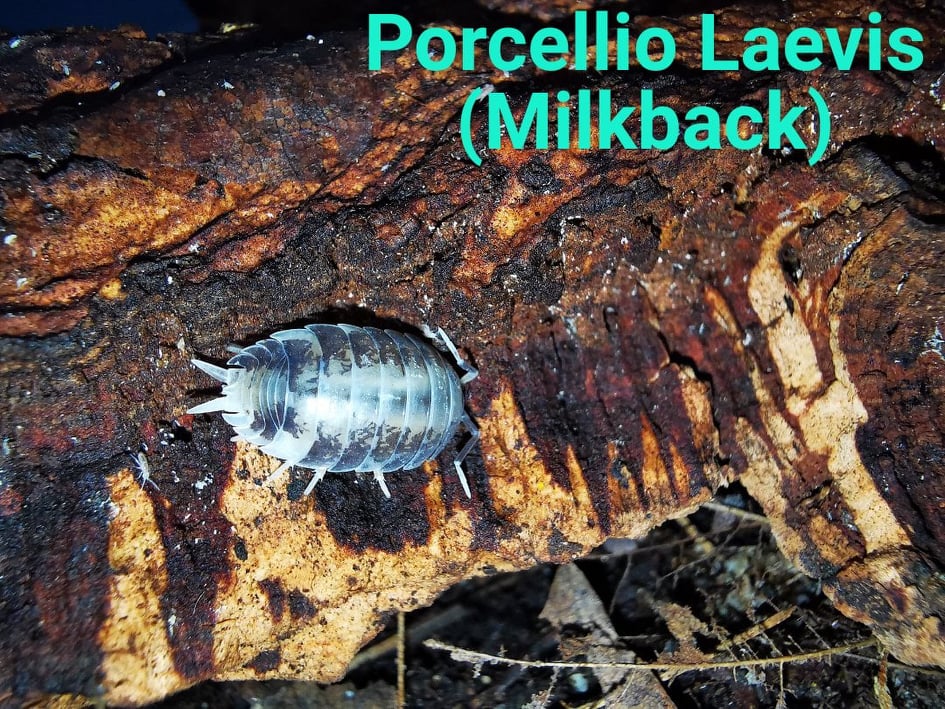 Isopods -  Porcellio Laevis - Milkback