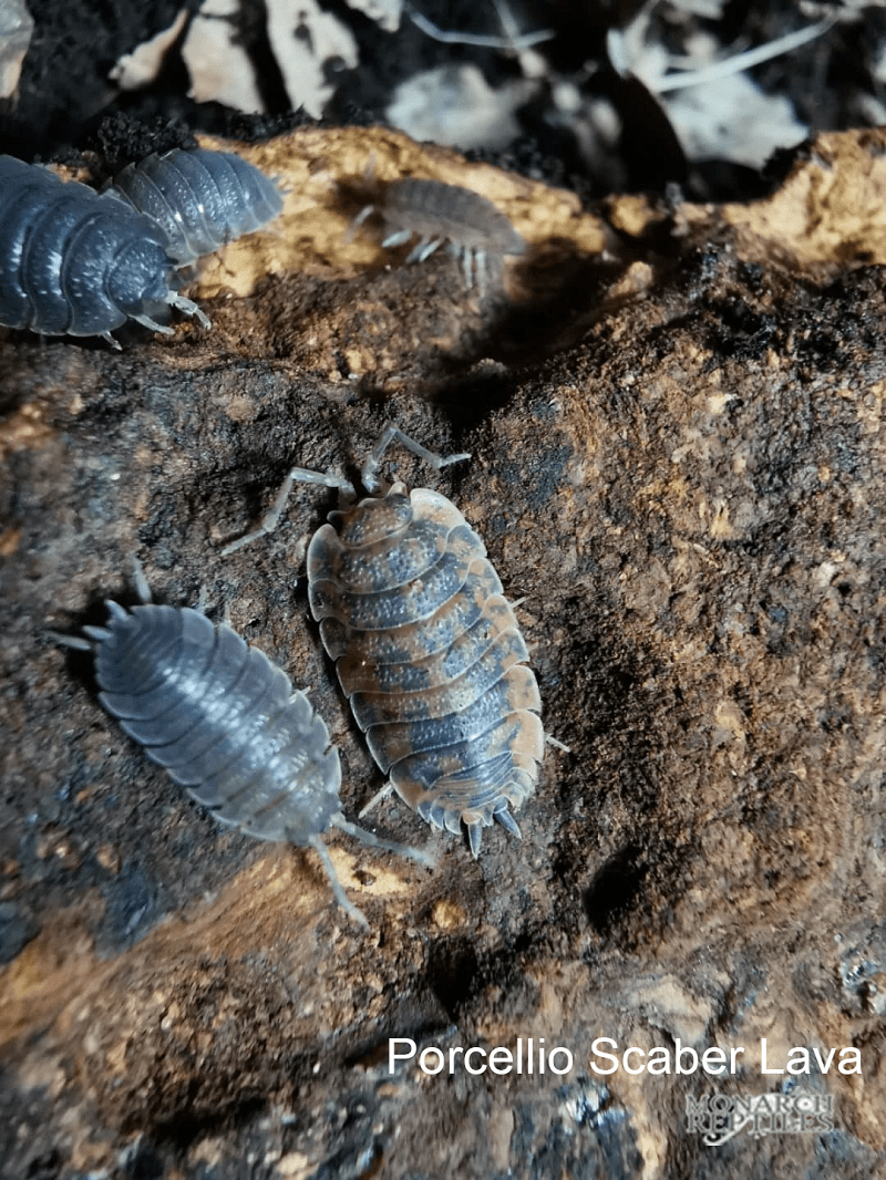 Isopods -  Porcellio Scaber - Lava