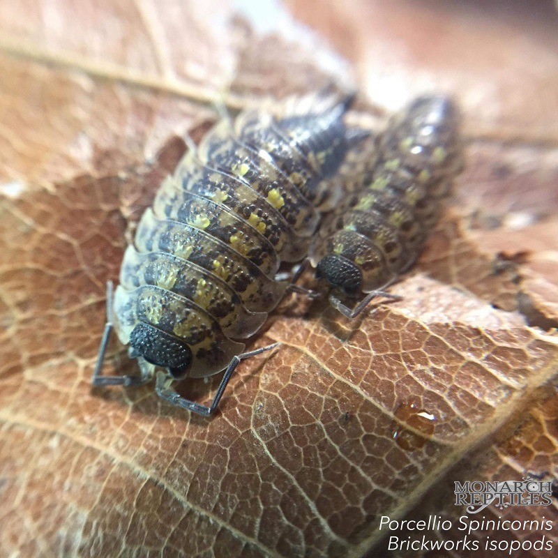 Isopods - Porcellio Spinicornis  - Brickworks