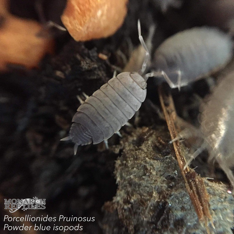 Isopods - Porcellionides Pruinosus - Powder Blue
